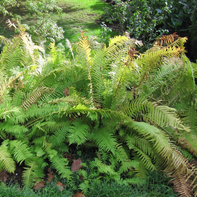 Matteuccia struthiopteris - Ostrich Fern (Plant habit)