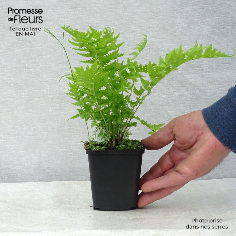 Matteuccia struthiopteris - Ostrich Fern sample as delivered in spring