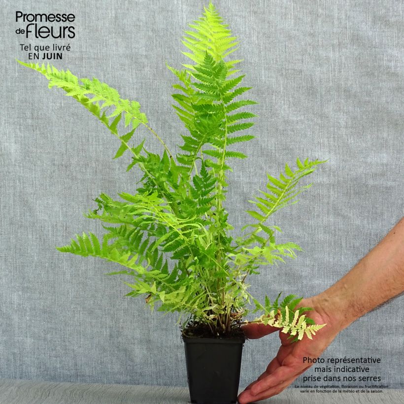 Matteuccia struthiopteris - Ostrich Fern 8/9 cm pot sample as delivered in summer