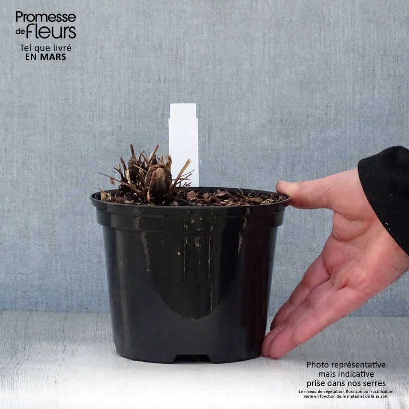 Matteuccia struthiopteris - Ostrich Fern 2L/3L pot 30cm sample as delivered in spring
