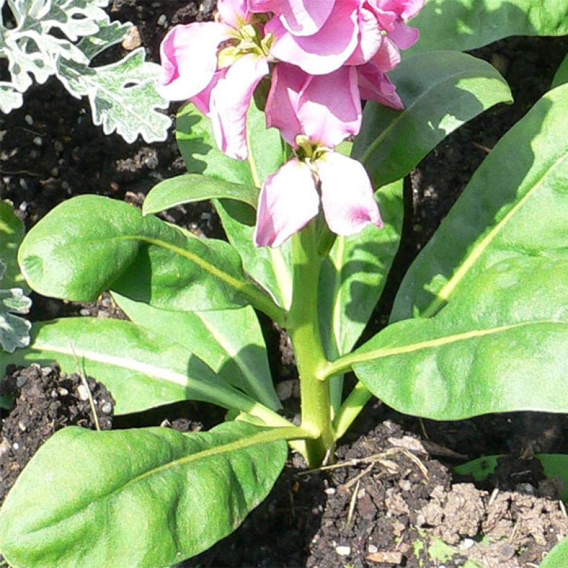 Matthiola incana (Foliage)