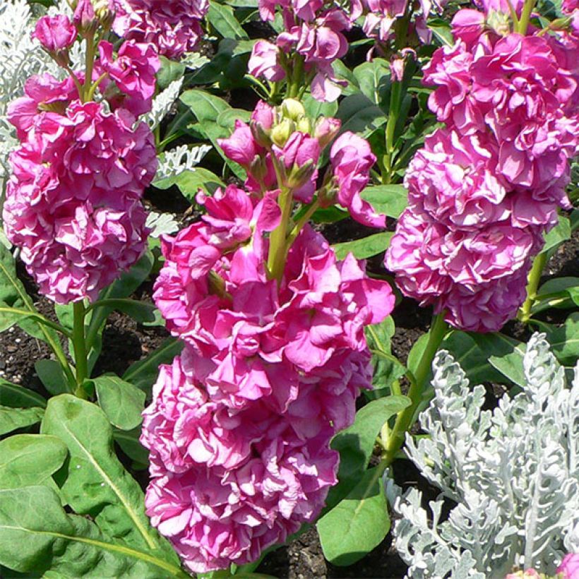 Matthiola incana (Flowering)