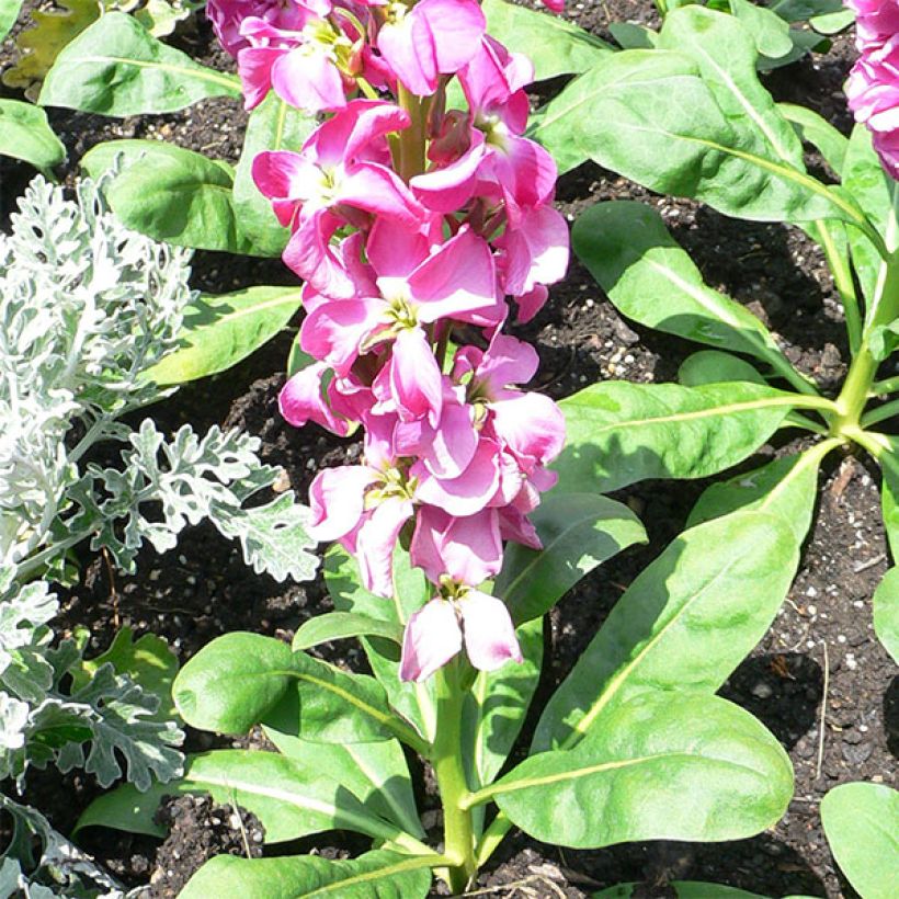 Matthiola incana (Plant habit)