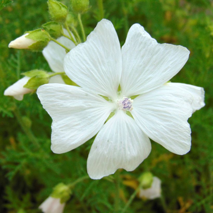Malva moschata Alba - Musk Mallow (Flowering)