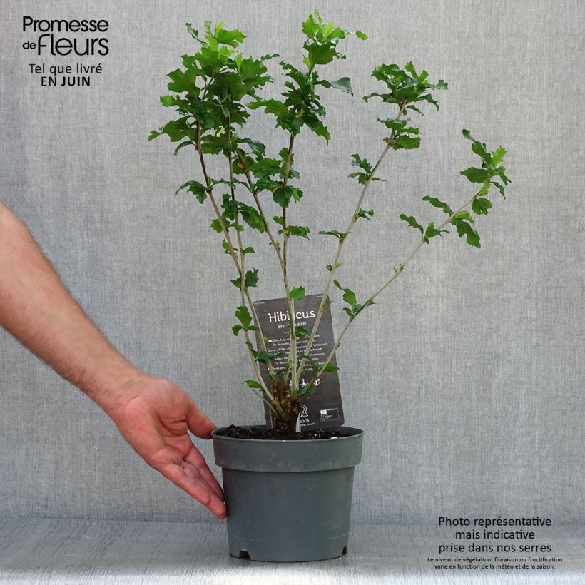 Hibiscus syriacus Red Heart - Rose of Sharon 3L/4L pot sample as delivered in summer