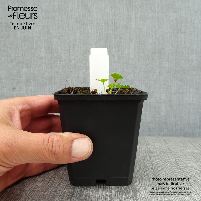 Malva moschata Rosea - Musk Mallow 8/9 cm pot sample as delivered in summer