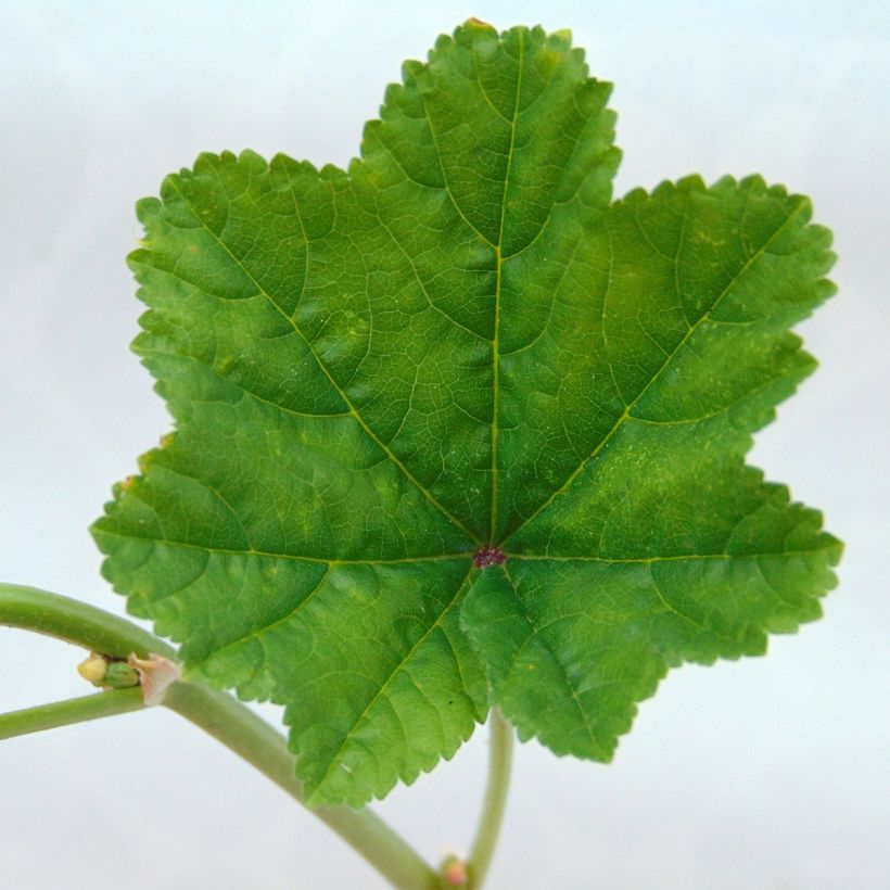 Malva sylvestris - Mallow (Foliage)