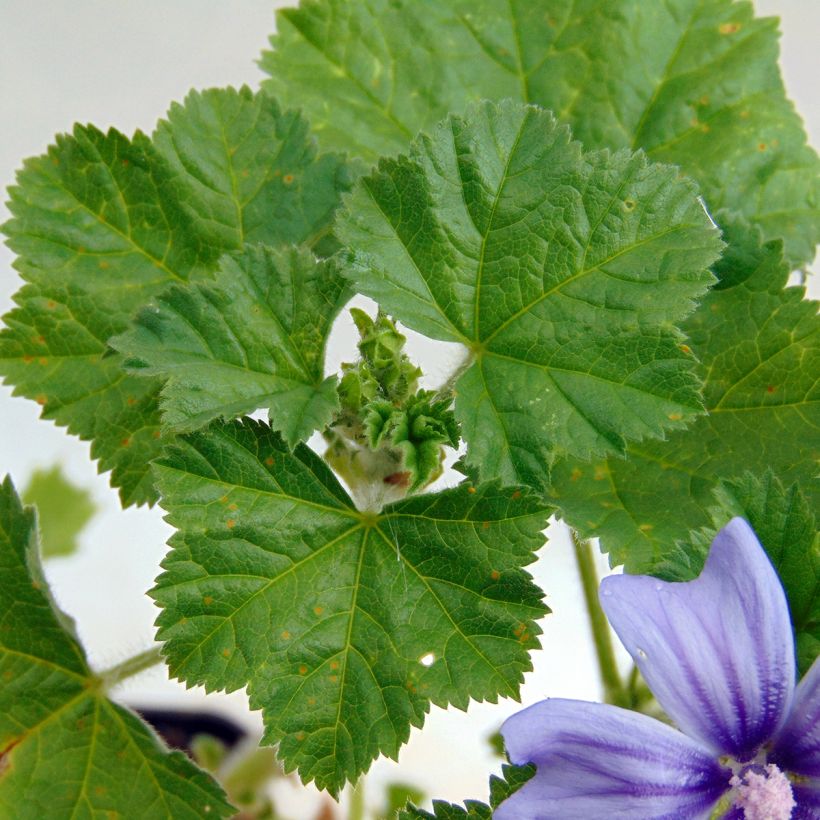 Malva sylvestris Primley Blue - Mallow (Foliage)