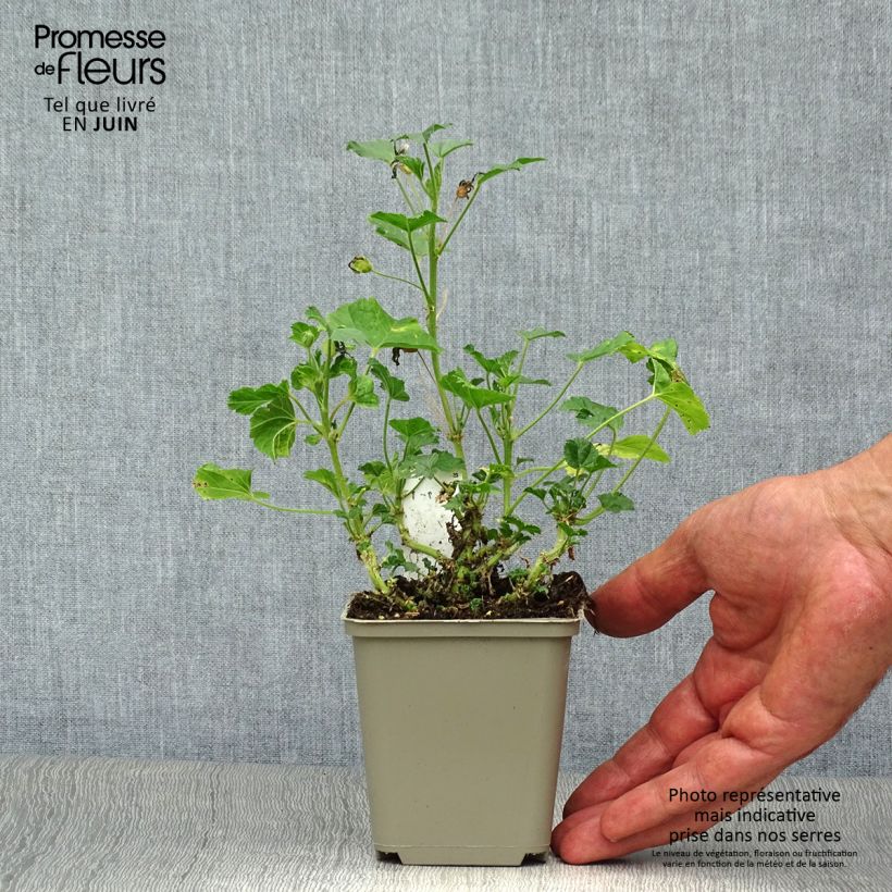 Malva sylvestris Primley Blue - Mallow 8/9 cm pot sample as delivered in summer