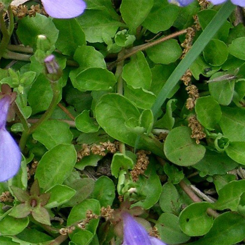 Mazus miquelii (Foliage)