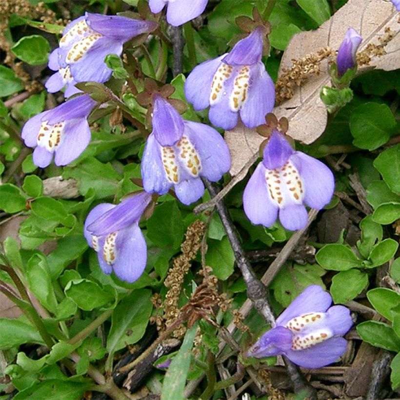 Mazus miquelii (Flowering)