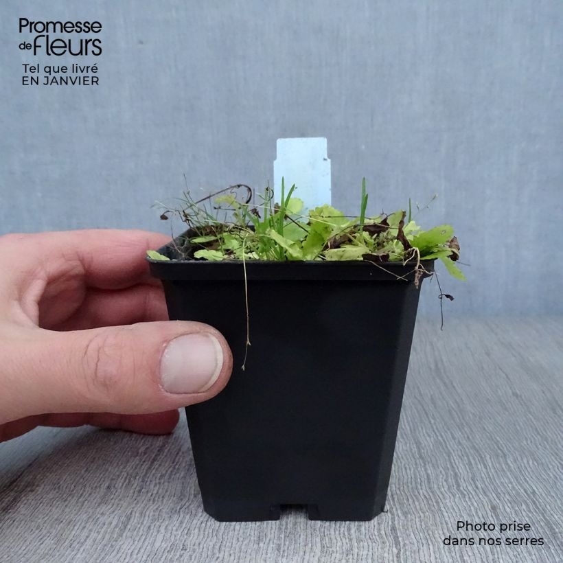 Mazus miquelii Godet de 9cm sample as delivered in winter