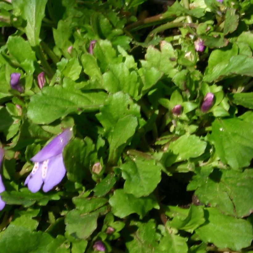 Mazus reptans (Foliage)