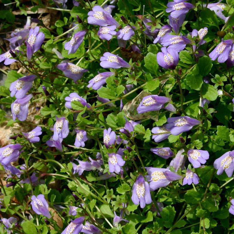 Mazus reptans (Flowering)