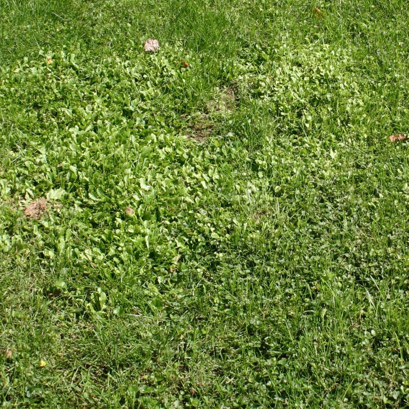 Mazus reptans (Plant habit)