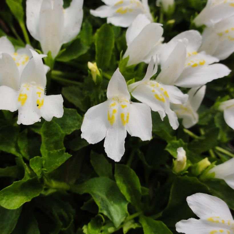 Mazus reptans Albus (Flowering)