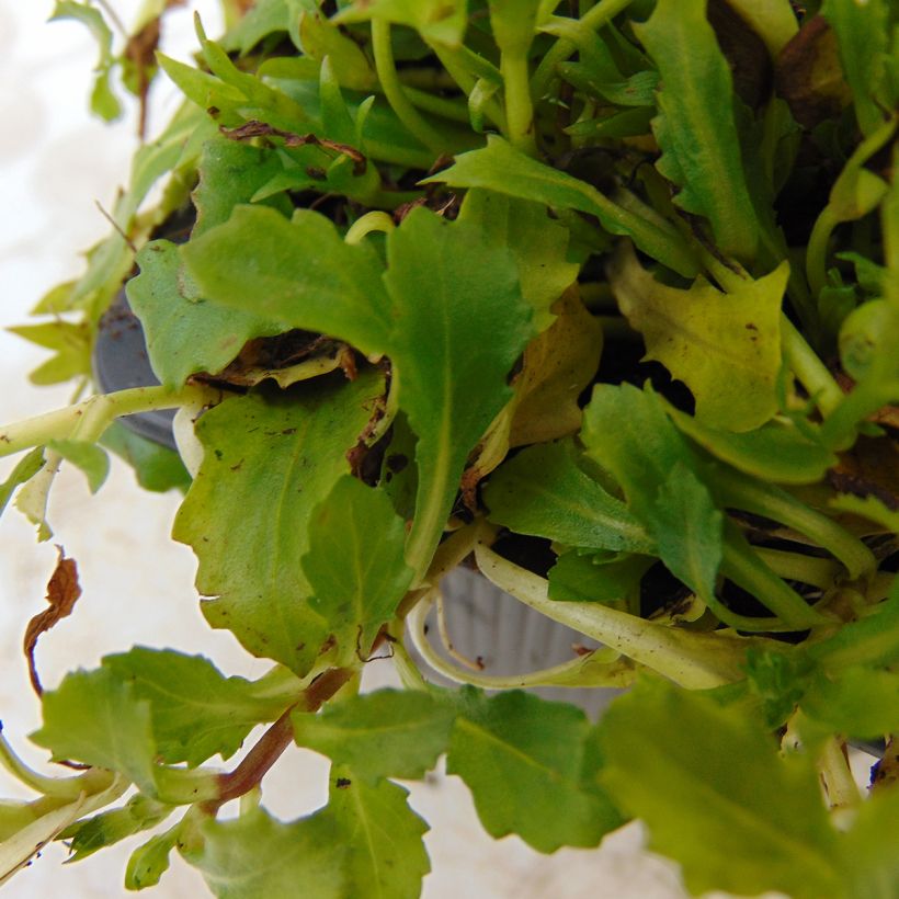 Mazus reptans Albus (Foliage)