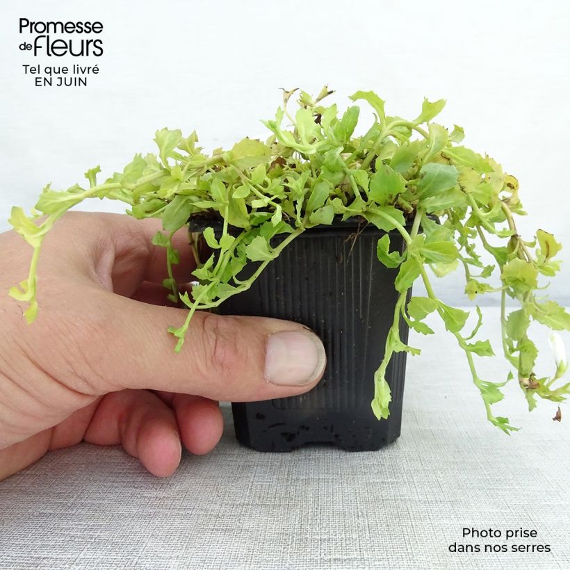 Mazus reptans Albus 8/9 cm pot sample as delivered in summer