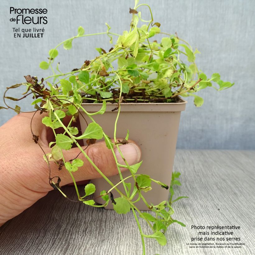 Mazus reptans 8/9 cm pot sample as delivered in summer