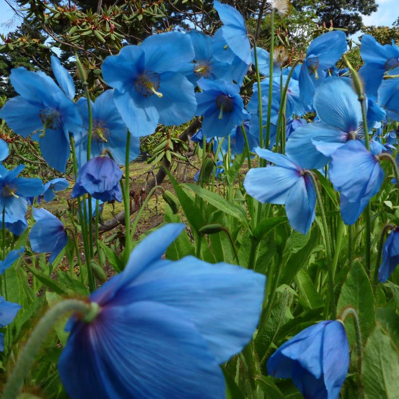 Meconopsis betonicifolia - Blue Poppy (Plant habit)