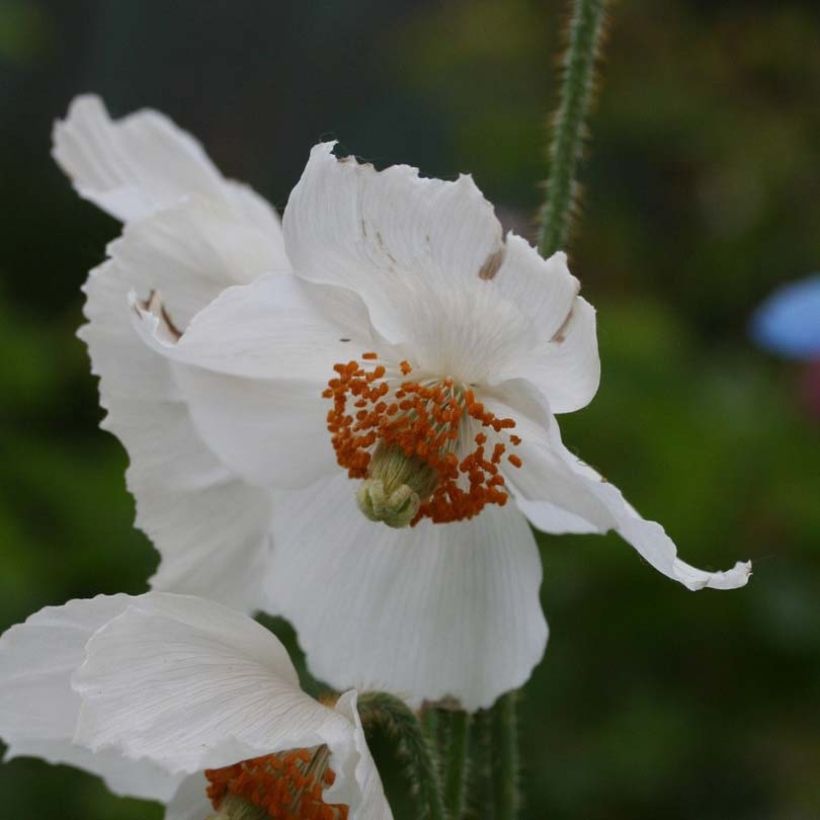 Meconopsis betonicifolia var. alba - Blue Poppy (Flowering)