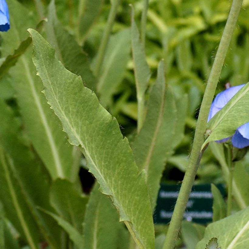 Meconopsis grandis - Blue Poppy (Foliage)