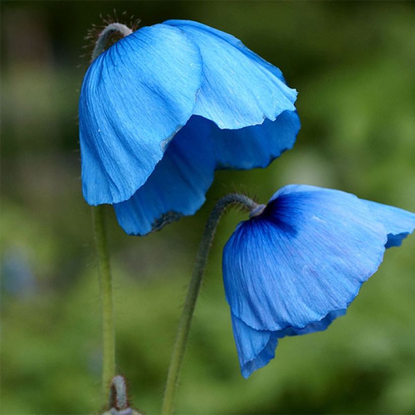 Meconopsis grandis - Blue Poppy (Flowering)