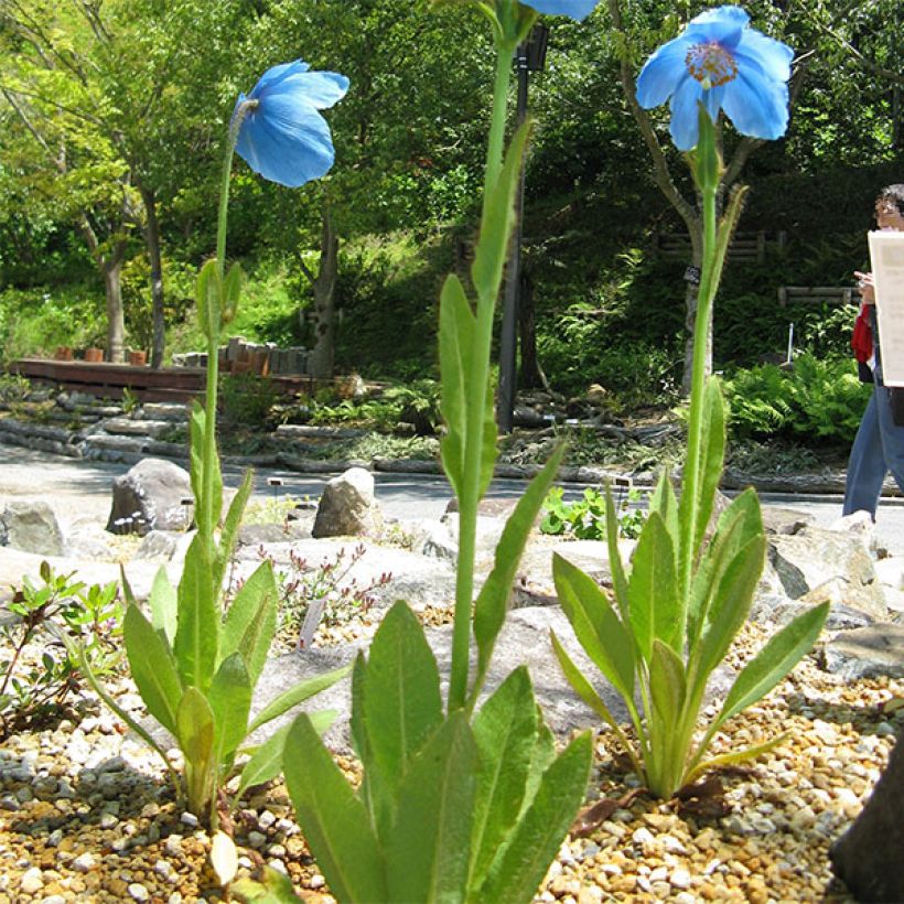 Meconopsis grandis - Blue Poppy (Plant habit)