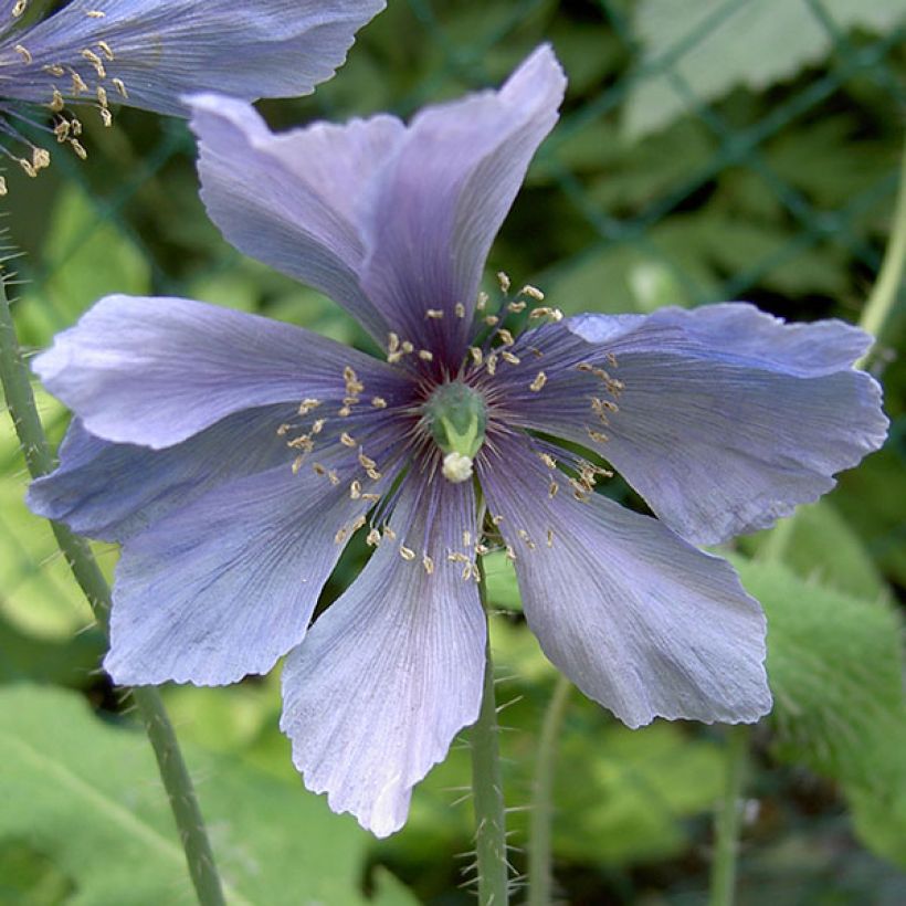 Meconopsis horridula  (Flowering)