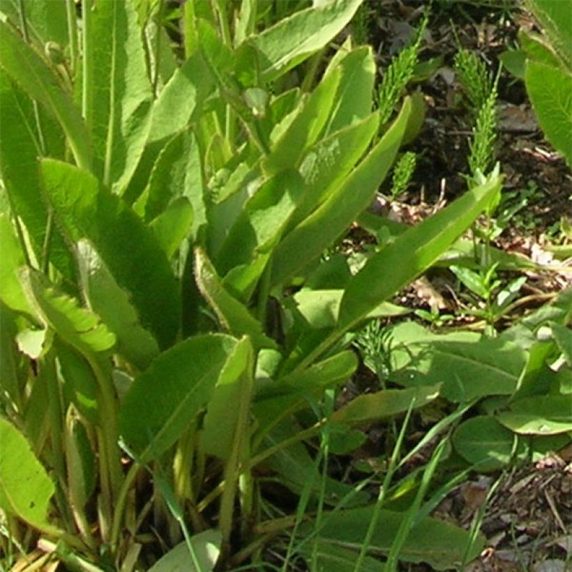 Meconopsis x sheldonii (Foliage)