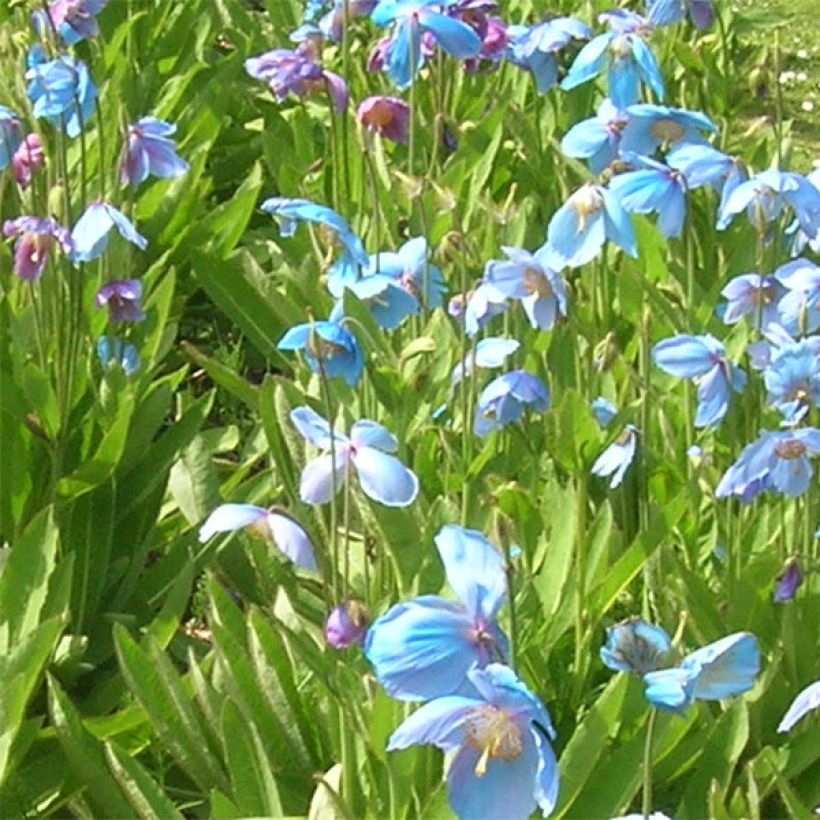 Meconopsis x sheldonii  (Flowering)