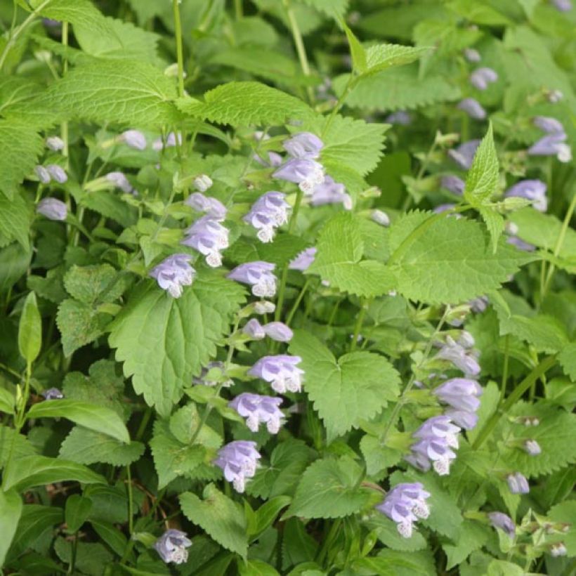 Meehania urticifolia (Flowering)