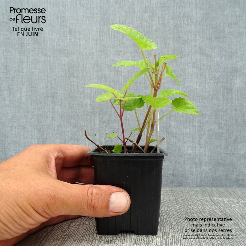 Meehania urticifolia Japanblau 8/9 cm pot sample as delivered in summer