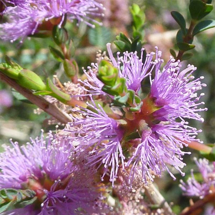 Melaleuca gibbosa (Flowering)