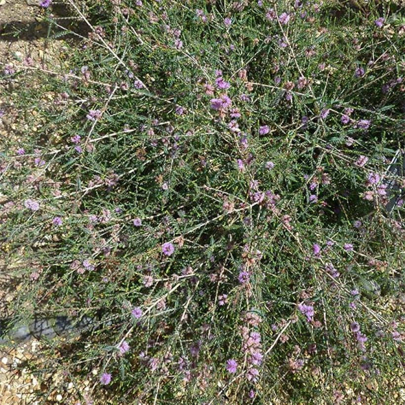 Melaleuca gibbosa (Plant habit)