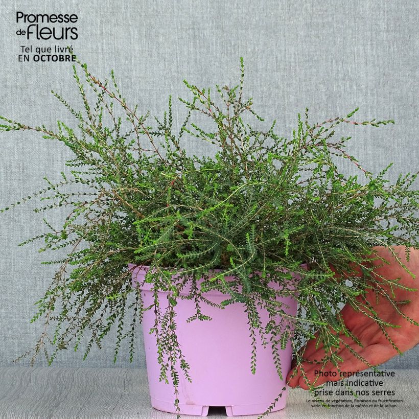 Melaleuca gibbosa 2L/3L pot sample as delivered in autumn