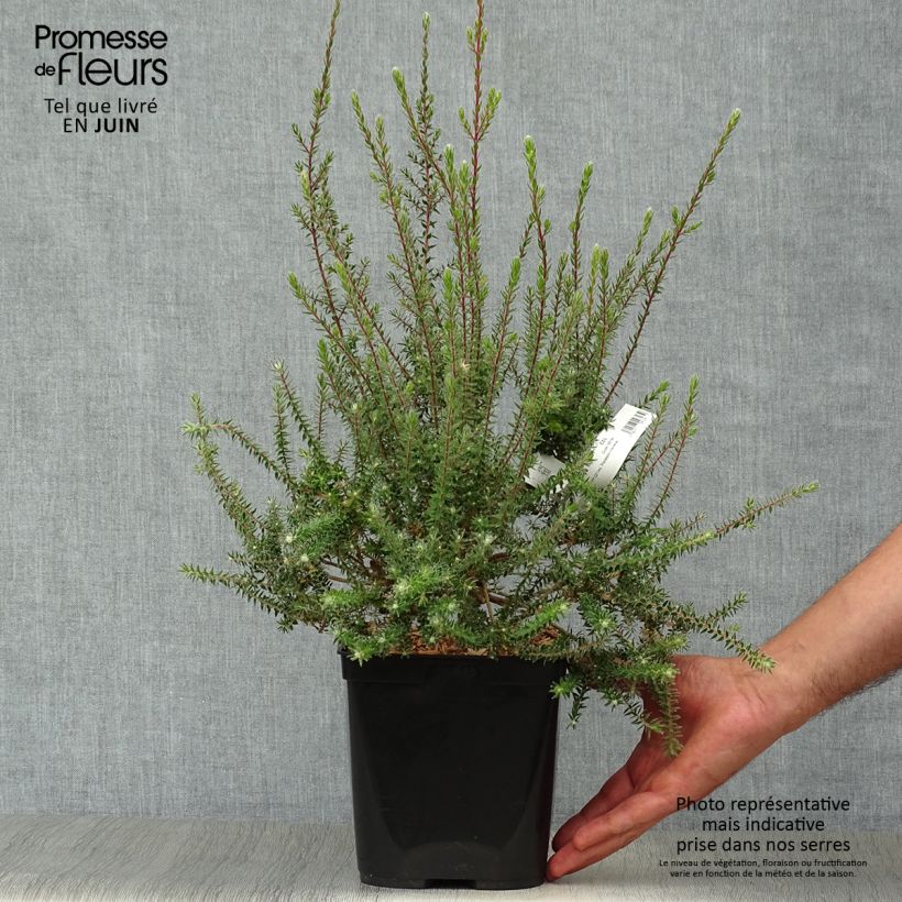 Melaleuca squamea 3L/4L pot sample as delivered in summer