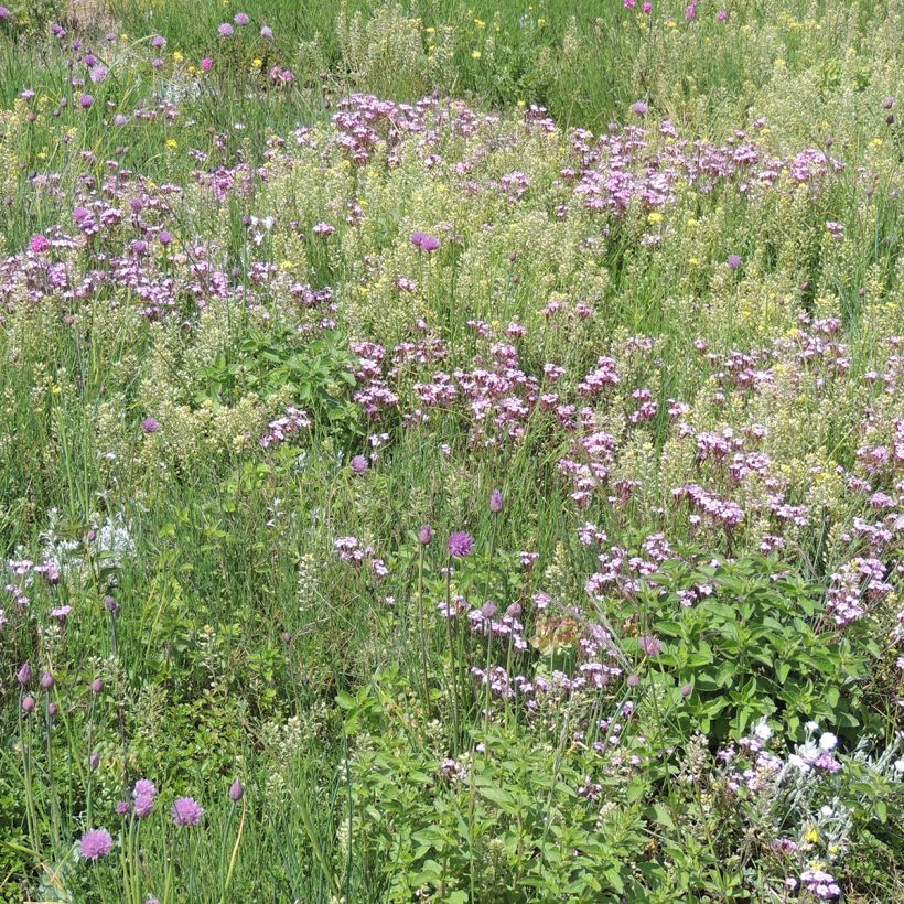 Perennial ground cover mix (Plant habit)