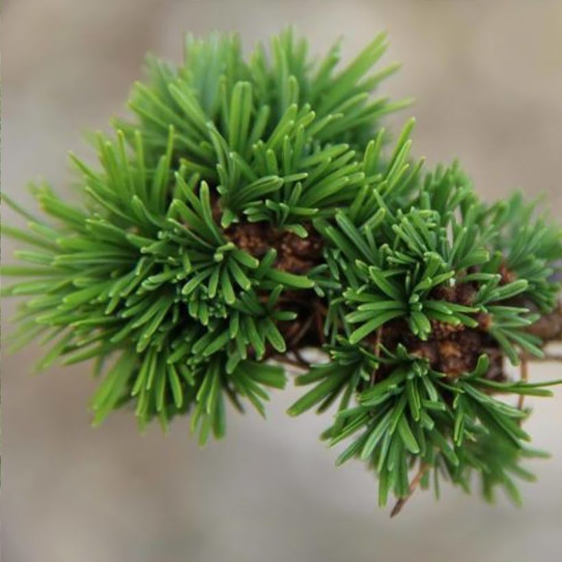 Larix decidua Krejci - Larch (Foliage)