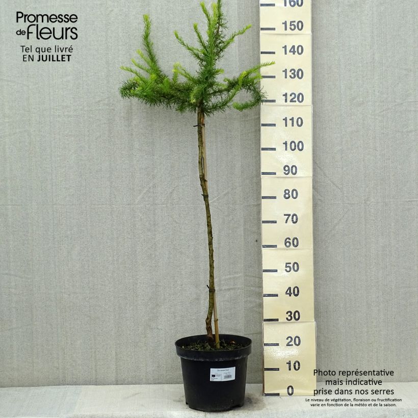 Larix kaempferi Diana - Larch 7.5L/10L pot sample as delivered in summer