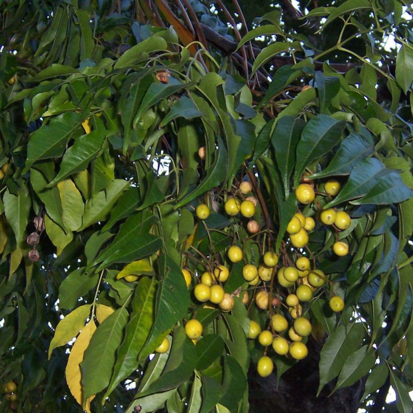 Melia azedarach (Foliage)