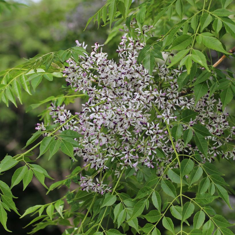 Melia azedarach (Flowering)