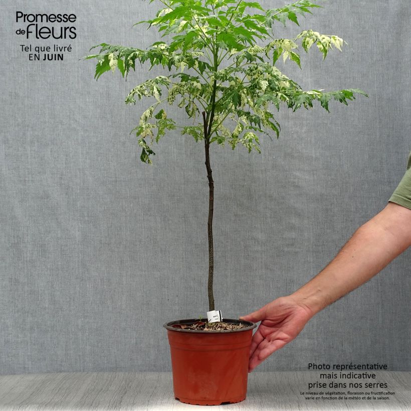 Melia azedarach Jade Snowflake 2L/3L pot sample as delivered in summer