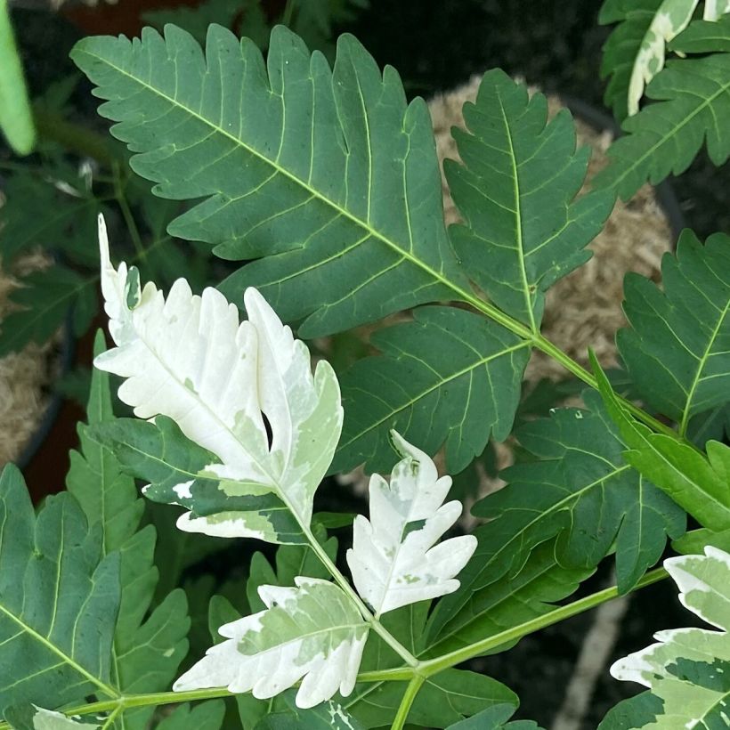 Melia azedarach Jade Snowflake (Foliage)