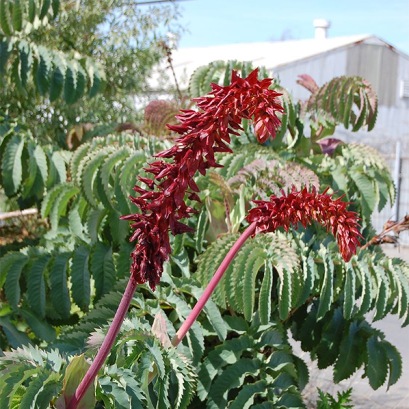 Melianthus major (Flowering)