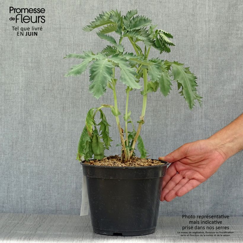 Melianthus major 3L/4L pot sample as delivered in summer