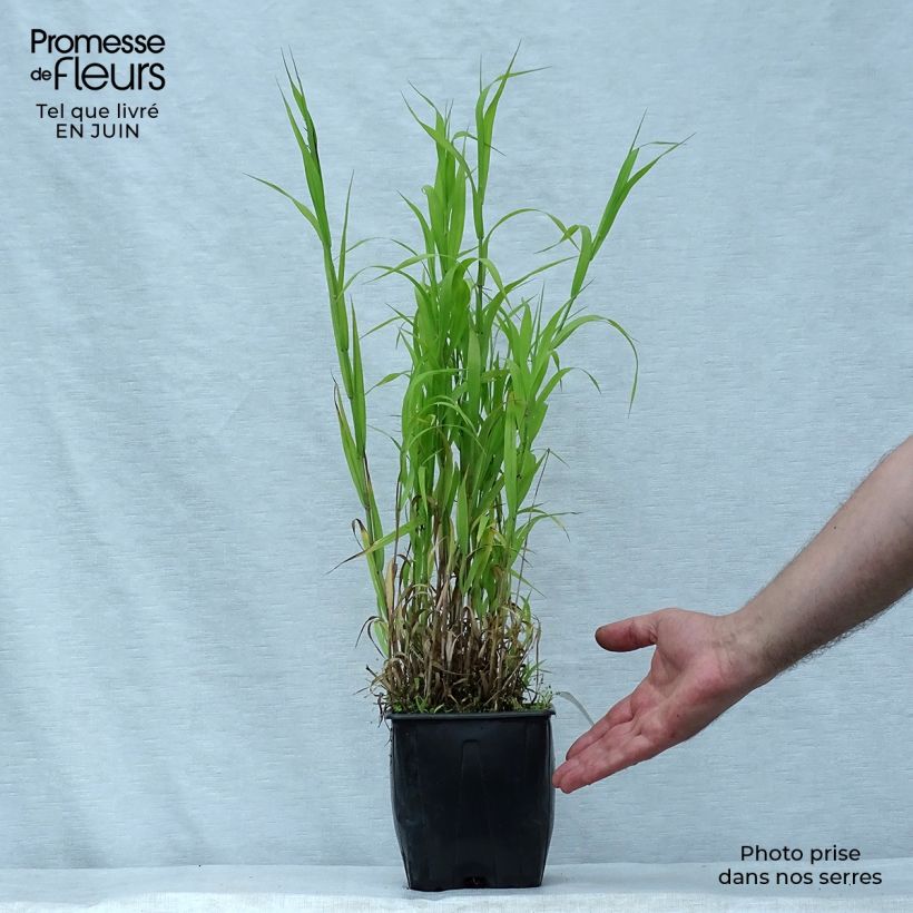 Melica altissima Atropurpurea 2L/3L pot sample as delivered in summer