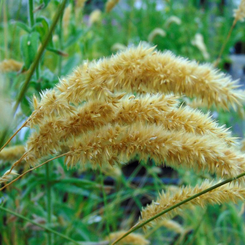 Melica ciliata (Flowering)