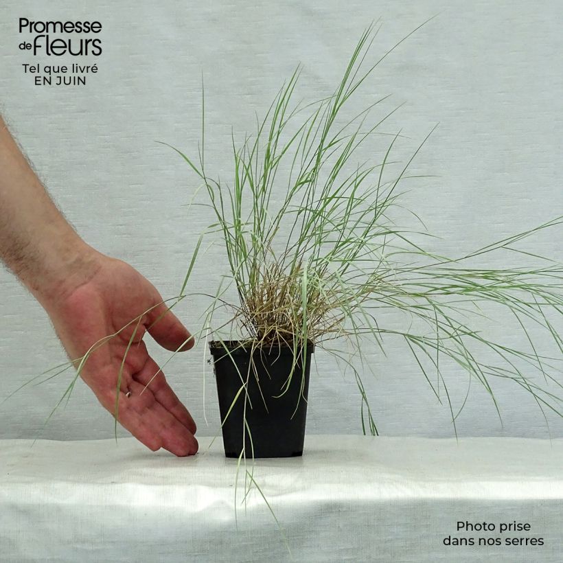 Melica ciliata 8/9 cm pot sample as delivered in summer