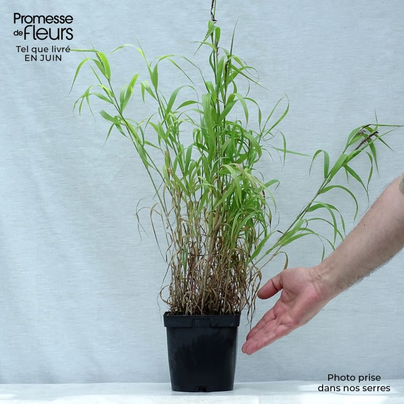 Melica ciliata 2L/3L pot sample as delivered in summer